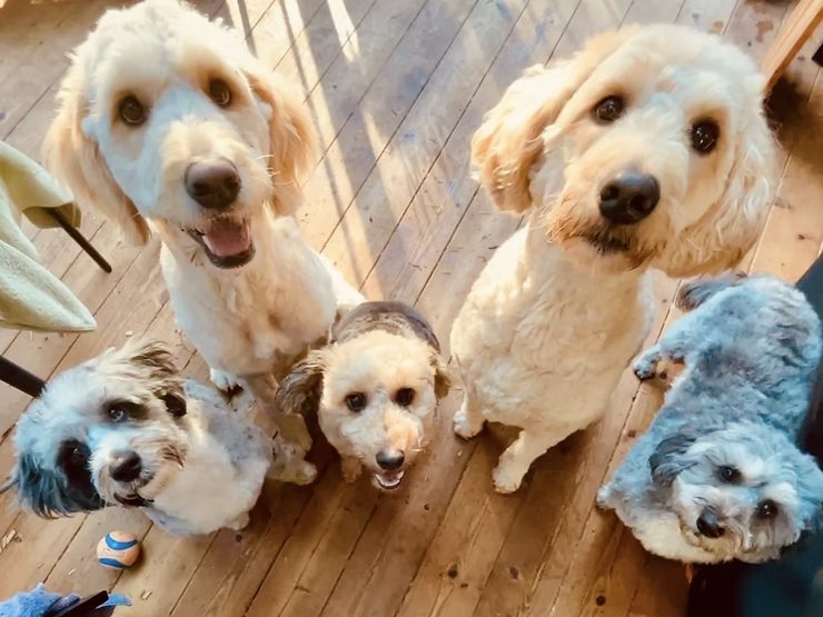 Jolene's five dogs, the shop greeting committee